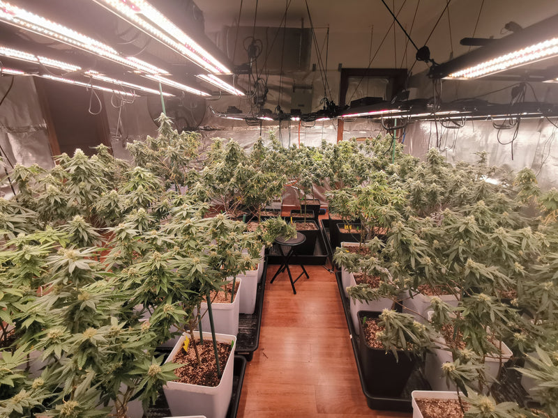 The most common mistakes in Cannabis cultivation