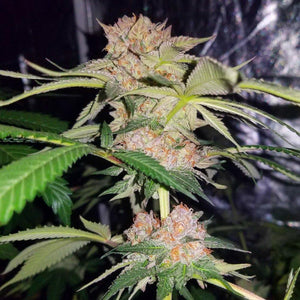 Watermelon Zkittles x Mimosa Feminized Seeds Natural Genetic Seeds 